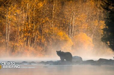 crypto-winter-is-rough.-here-are-five-essential-survival-tips