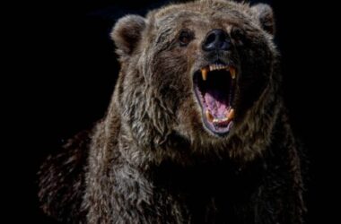 bitcoin-price-sits-on-a-gun-powder-as-$20,500-fails;-will-bears-open-the-doors?