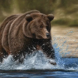 bitcoin-struggles-as-bulls-hold-the-line-–-how-long-before-bears-retest-$14,000?
