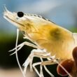 bitcoin-shrimps-defy-ftx-implosion-to-add-a-record-btc-to-their-holdings