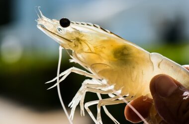 bitcoin-shrimps-defy-ftx-implosion-to-add-a-record-btc-to-their-holdings
