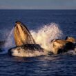 bitcoin-whales-gorge-on-another-$726-million-worth-of-btc