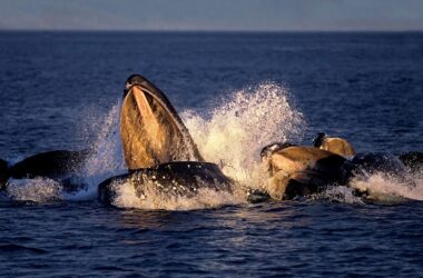 bitcoin-whales-gorge-on-another-$726-million-worth-of-btc