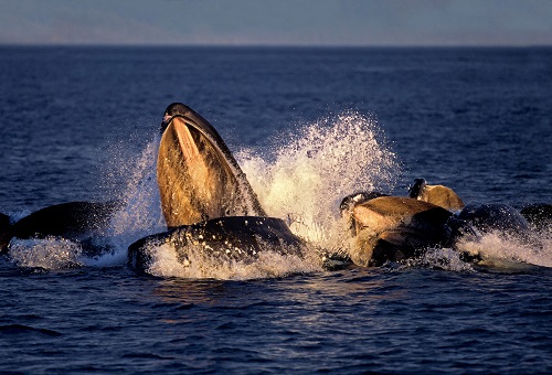 bitcoin-whales-gorge-on-another-$726-million-worth-of-btc