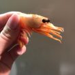 bitcoin-“shrimp”-addresses-surge-to-all-time-high-above-43-million