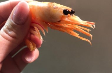bitcoin-“shrimp”-addresses-surge-to-all-time-high-above-43-million