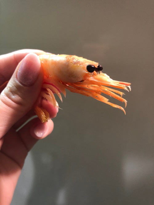 bitcoin-“shrimp”-addresses-surge-to-all-time-high-above-43-million