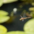 bgb-price-sees-uptick-after-dragonfly-invests-$10m-in-bitget