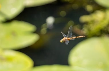bgb-price-sees-uptick-after-dragonfly-invests-$10m-in-bitget