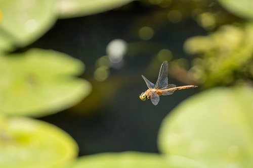 bgb-price-sees-uptick-after-dragonfly-invests-$10m-in-bitget