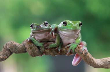 uniswap-(uni)-price-steady-as-digitoads-(toads)-price-rises-in-1,-2-&-3-presale-stages