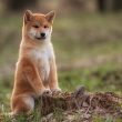 shiba-inu-(shib)-and-aptos-(apt)-price-outlook-as-bitcoin-(btc)-tests-resistance-near-$30k
