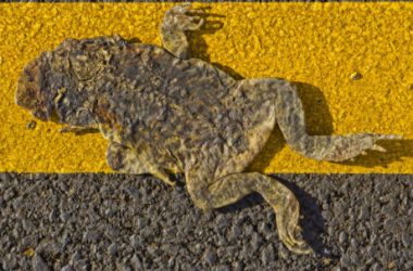 sad-frogs:-why-the-parabolic-pepe-coin-could-flatten-by-80%