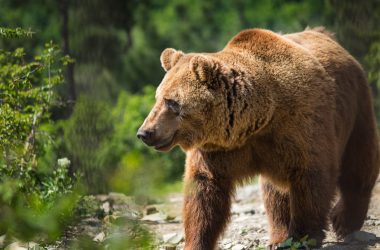 no,-bitcoin-has-never-seen-a-bear-market-before-–-this-time-it’s-different