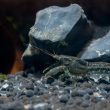 bitcoin-supply-held-by-shrimps-hits-all-time-high-of-1.31-btc