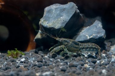 bitcoin-supply-held-by-shrimps-hits-all-time-high-of-1.31-btc