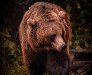 bitcoin-bulls-dominate,-but-expert-warns-of-potential-$20,000-retest