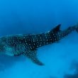 bitcoin-sharks-&-whales-show-strong-buying,-rally-to-continue-in-july?
