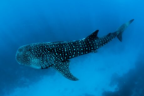 bitcoin-sharks-&-whales-show-strong-buying,-rally-to-continue-in-july?