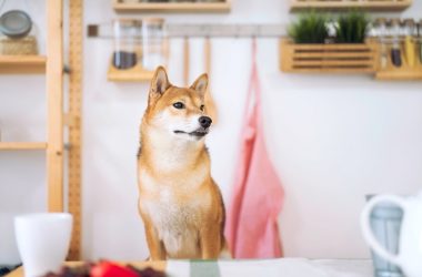 presale-of-the-new-ai-powered-shiba-menu-project-attracting-huge-investor-attention