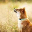 shiba-memu-presale:-meet-the-robot-meme-dog-with-a-touch-of-ai-genius