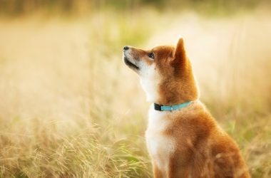 shiba-memu-presale:-meet-the-robot-meme-dog-with-a-touch-of-ai-genius