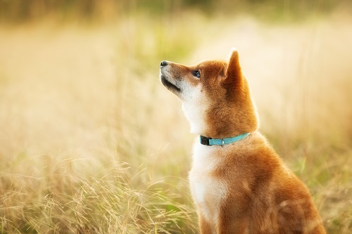 shiba-memu-presale:-meet-the-robot-meme-dog-with-a-touch-of-ai-genius