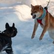 shiba-memu-presale-hits-$902k-as-popular-meme-tokens-stalls