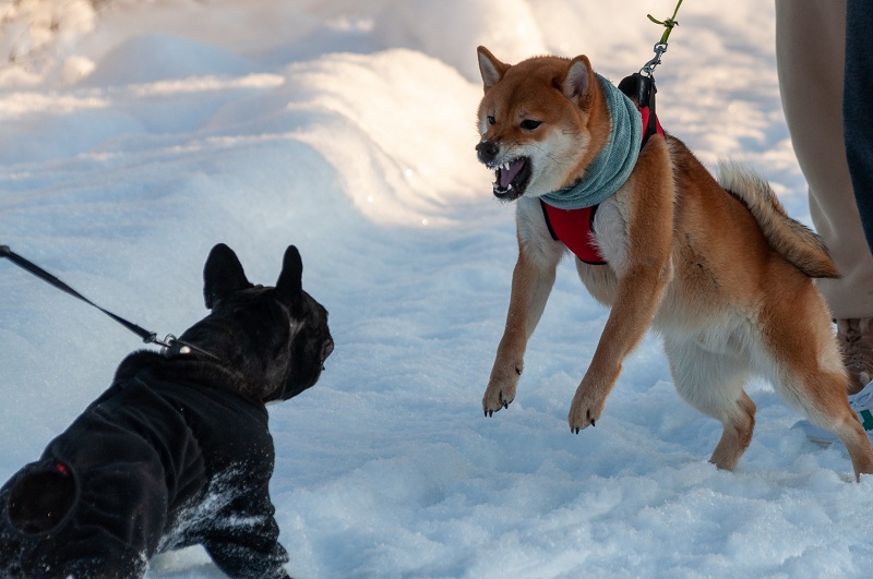 shiba-memu-presale-hits-$902k-as-popular-meme-tokens-stalls
