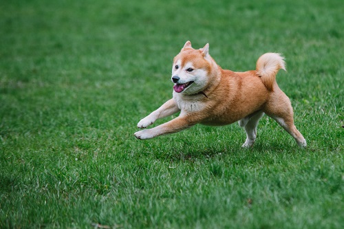 top-meme-coin-pumps-on-x-speculation:-does-this-impact-shiba-memu?