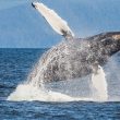shiba-inu-whales-accumulated-a-staggering-1-trillion-shib-in-8-weeks