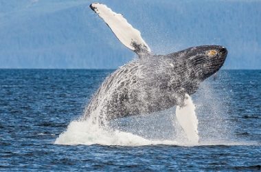 shiba-inu-whales-accumulated-a-staggering-1-trillion-shib-in-8-weeks