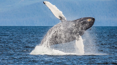 shiba-inu-whales-accumulated-a-staggering-1-trillion-shib-in-8-weeks