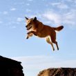 can-dogecoin-reach-$0.85?-bullish-setup-hints-at-potential-for-advance