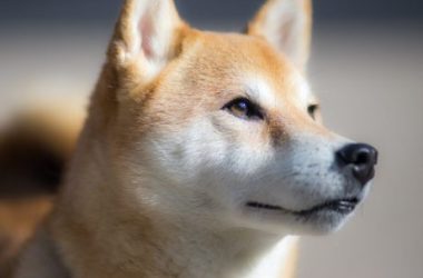 shiba-inu’s-defi-aspirations-may-rattle-doge’s-market-as-shib-turns-to-digital-ids