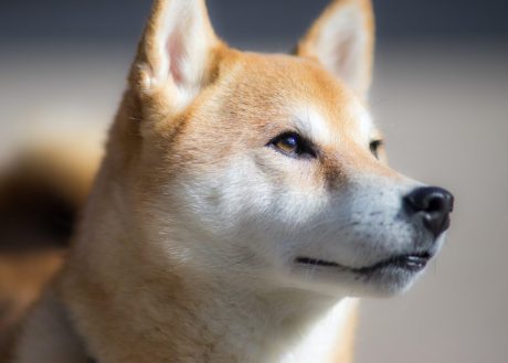 shiba-inu’s-defi-aspirations-may-rattle-doge’s-market-as-shib-turns-to-digital-ids