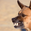 shiba-inu:-more-bite-than-bark-over-the-weekend-with-over-15%-jump