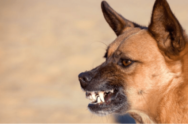 shiba-inu:-more-bite-than-bark-over-the-weekend-with-over-15%-jump