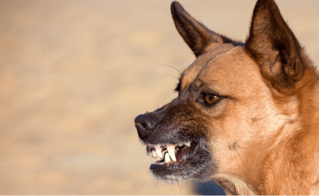 shiba-inu:-more-bite-than-bark-over-the-weekend-with-over-15%-jump