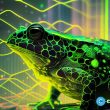binance’s-stablecoin-fdusd-and-digitoads-attracting-investors