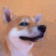 shiba-inu-keeps-energy-alive,-snags-26%-gain-–-here’s-the-inside-scoop