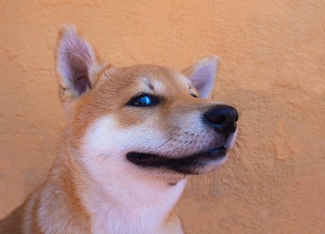 shiba-inu-keeps-energy-alive,-snags-26%-gain-–-here’s-the-inside-scoop