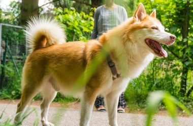 shiba-memu-presale-hits-$2.1m-as-shiba-inu’s-shibarium-faces-challenges