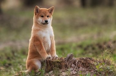 shiba-inu-price-outlook:-shib-army-digs-in-despite-shibarium-setback