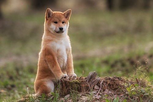 shiba-inu-price-outlook:-shib-army-digs-in-despite-shibarium-setback