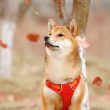 shiba-inu-community-leaves-shibarium-launch-troubles-behind-as-wallet-count-crossed-10-million