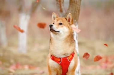 shiba-inu-community-leaves-shibarium-launch-troubles-behind-as-wallet-count-crossed-10-million