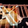 elon-musk’s-latest-tweet-boosts-dogecoin-by-4%:-is-it-time-to-buy-doge?