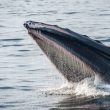 whales-gobbled-up-$94m-of-eth-as-price-sank-to-$1.6k