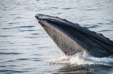 whales-gobbled-up-$94m-of-eth-as-price-sank-to-$1.6k